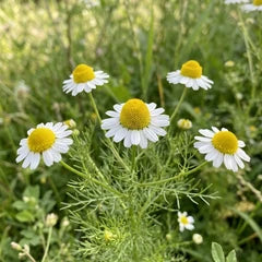 Chamomile