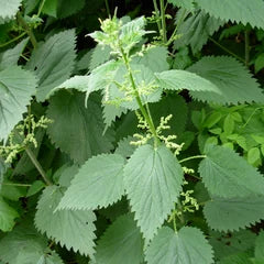 Nettle
