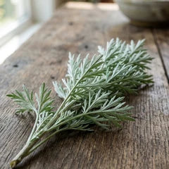 Wormwood