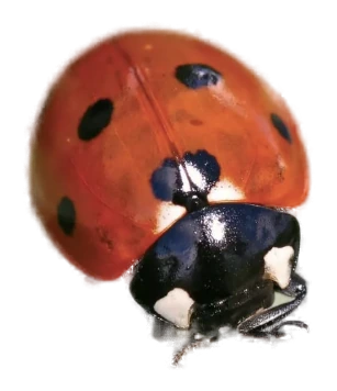 A ladybird moving across a garden